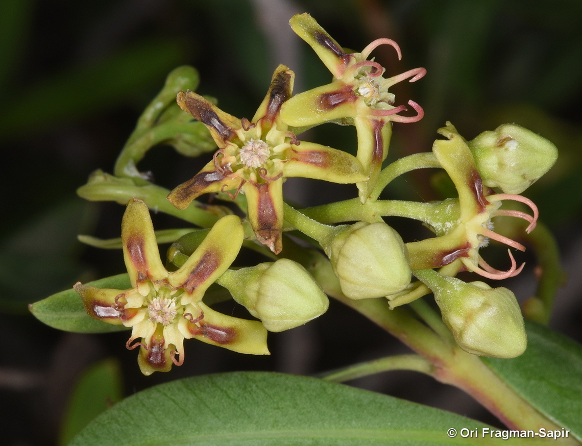 Periploca laevigata Canary Islands, Tenerife Geotagged,Periploca  laevigata,Periploca laevigata,Spain,Winter