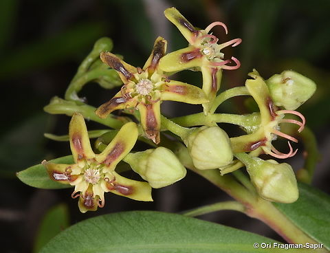 Periploca laevigata Canary Islands, Tenerife Geotagged,Periploca  laevigata,Periploca laevigata,Spain,Winter