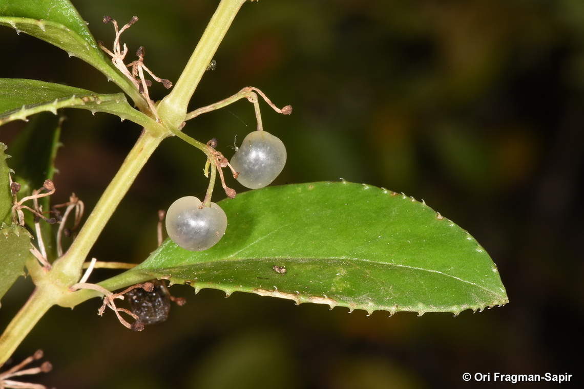 Rubia fruticosa Canary Islands, Tenerife Geotagged,Rubia fruticosa,Spain,Winter