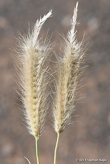 Tetrapogon villosus Canary Islands, Tenerife Geotagged,Spain,Tetrapogon villosus,Winter
