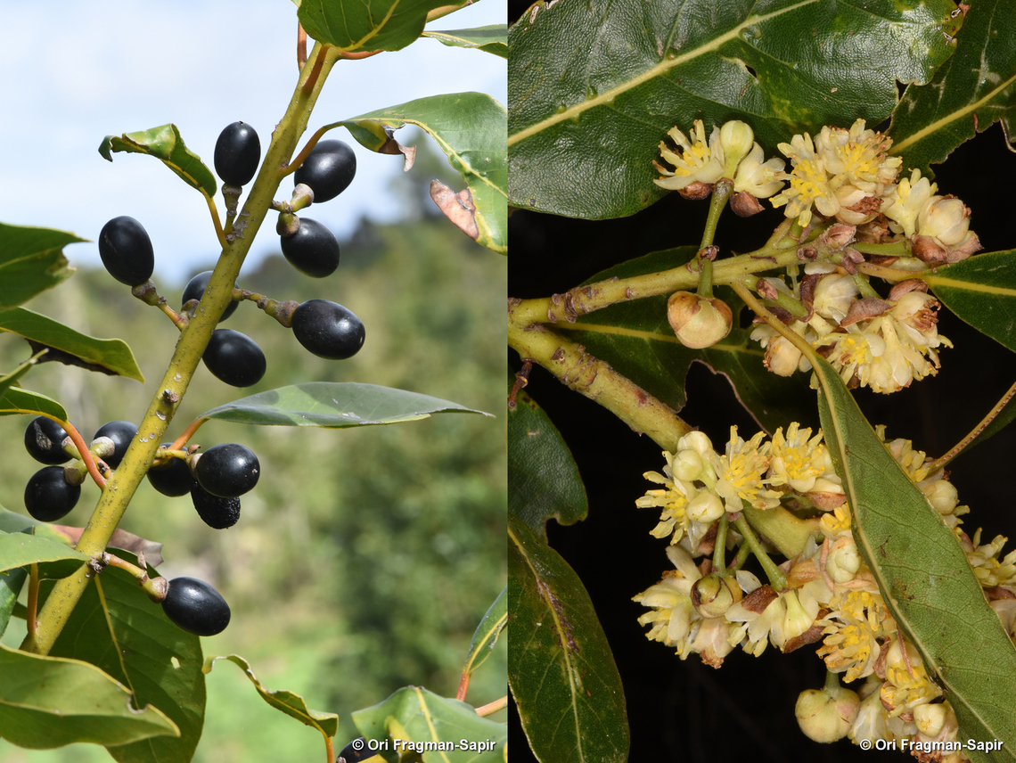 Laurus novocanariensis Canary Islands, Tenerife Canary Laurel,Geotagged,Laurus novocanariensis,Spain,Winter