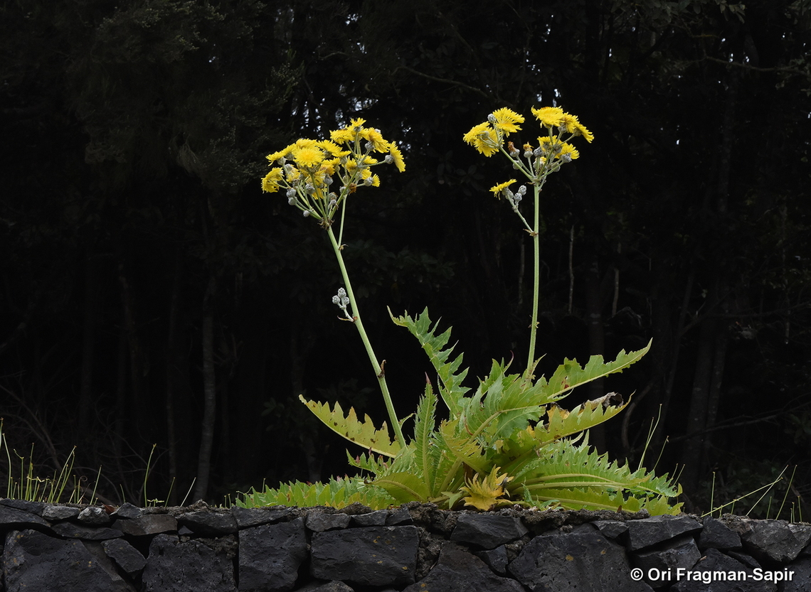 Sonchus acaulis Canary Islands, Tenerife Geotagged,Sonchus acaulis,Spain,Winter