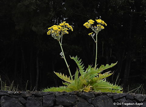 Sonchus acaulis Canary Islands, Tenerife Geotagged,Sonchus acaulis,Spain,Winter