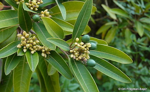Persea indica Canary Islands, Tenerife Geotagged,Persea indica,Spain,Winter
