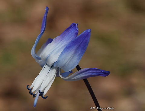 Scilla rosenii Georgia, Bakuriani, 1800 m. Georgia,Geotagged,Scilla rosenii,Spring