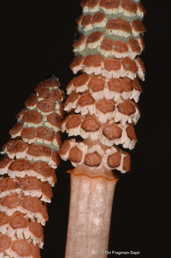 Equisetum arvense Georgia, Bakuriani, 1800 m. Equisetum arvense,Field horsetail,Georgia,Geotagged,Spring