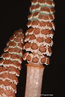 Equisetum arvense Georgia, Bakuriani, 1800 m. Equisetum arvense,Field horsetail,Georgia,Geotagged,Spring