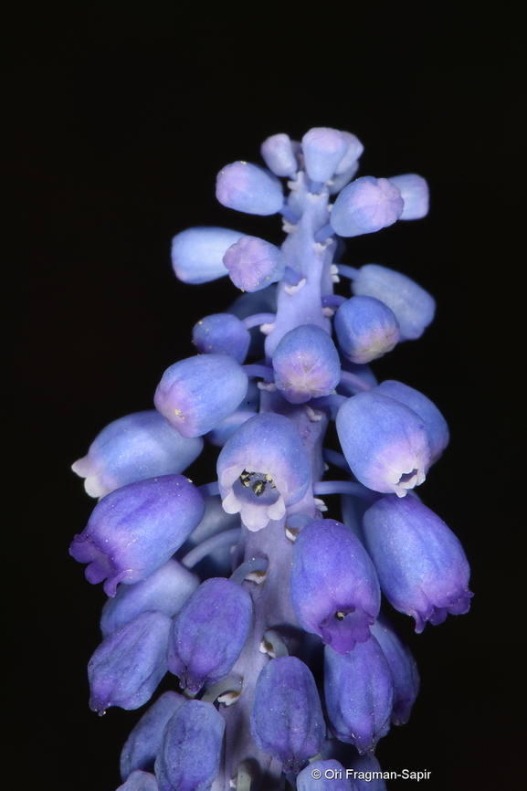 Muscari armeniacum  Garden Grape-Hyacinth,Georgia,Geotagged,Muscari armeniacum,Spring