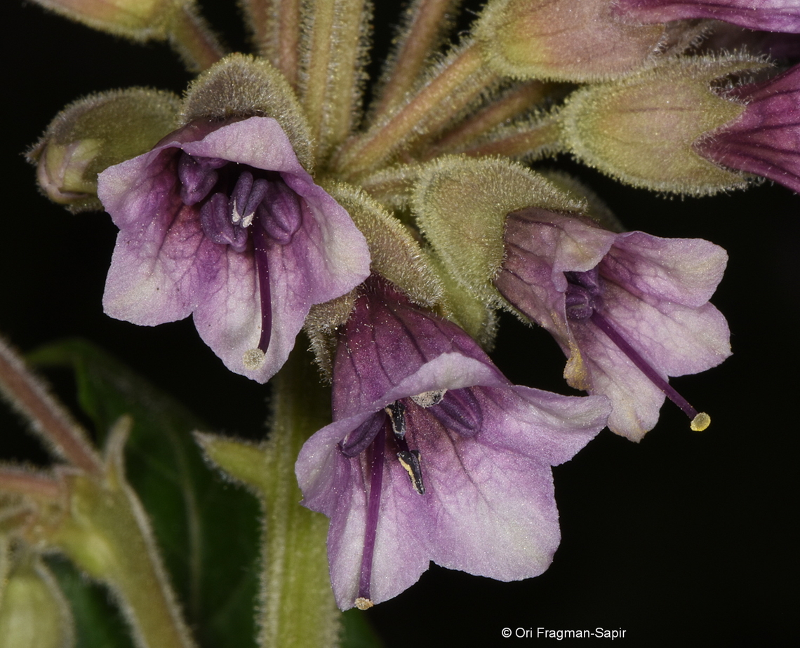 Physochlaina orientalis  Georgia,Geotagged,Physochlaina orientalis,Spring