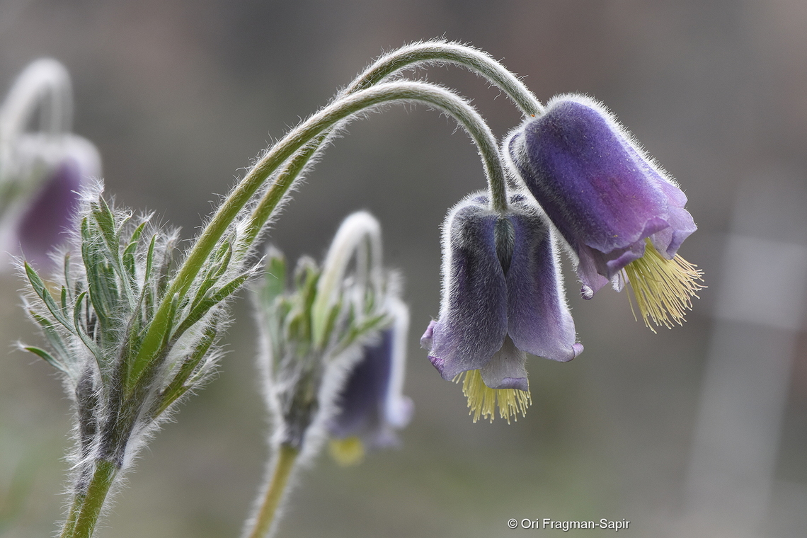 Pulsatilla violacea  Georgia,Geotagged,Pulsatilla violacea,Spring