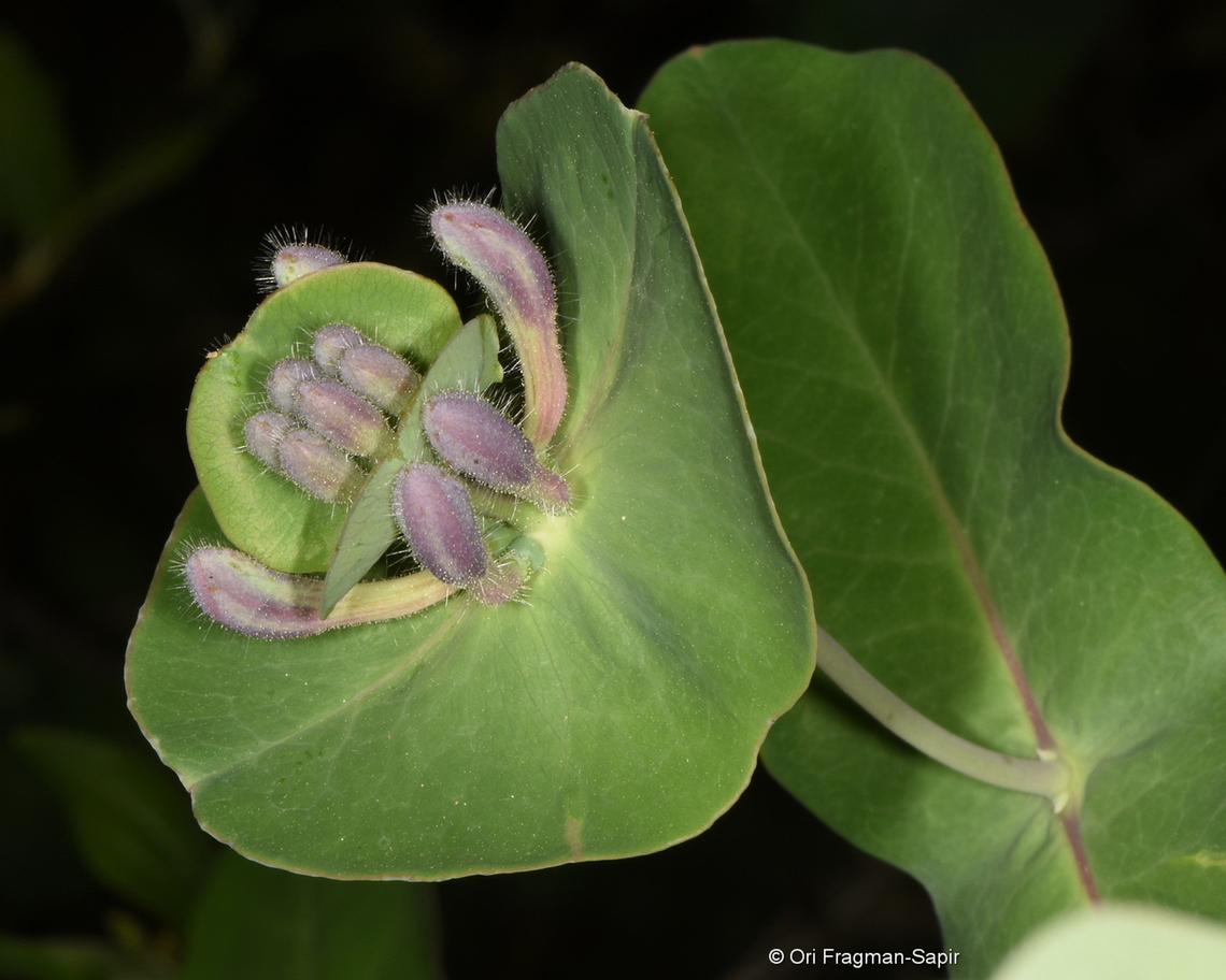 Goat-leaf honeysuckle, Georgia  Georgia,Geotagged,Goat-leaf honeysuckle,Lonicera caprifolium,Spring