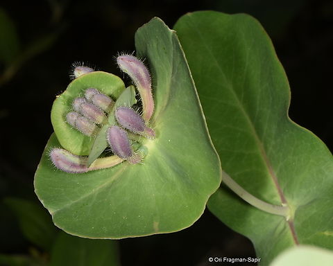 Goat-leaf honeysuckle, Georgia  Georgia,Geotagged,Goat-leaf honeysuckle,Lonicera caprifolium,Spring