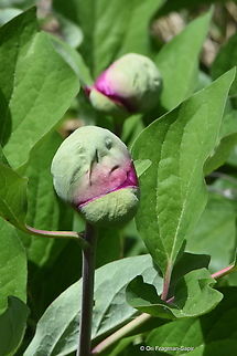 Paeonia caucasica  Georgia,Geotagged,Paeonia daurica,Spring