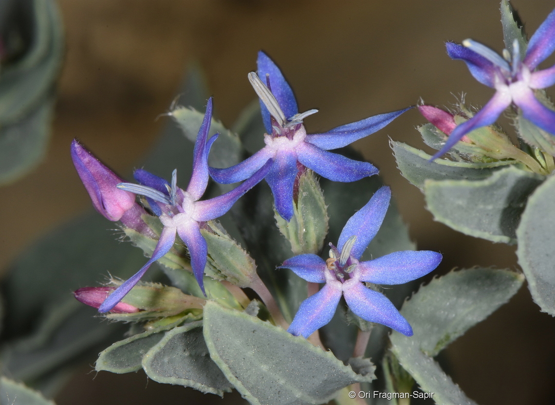 Caccinia macranthera  Caccinia macranthera,Georgia,Geotagged,spring