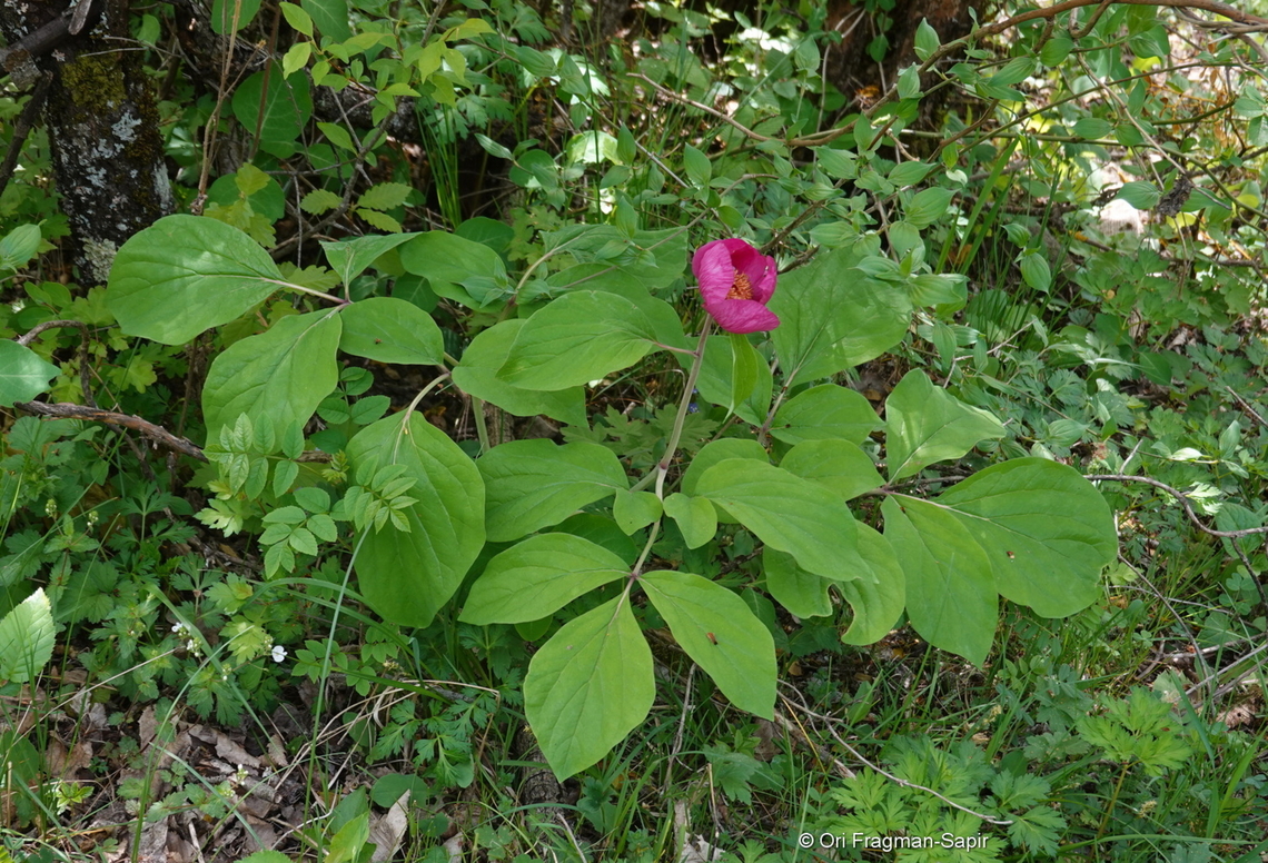 Paeonia caucasica  Georgia,Geotagged,Paeonia daurica,Spring
