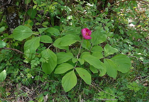 Paeonia caucasica  Georgia,Geotagged,Paeonia daurica,Spring