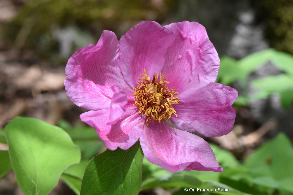Paeonia caucasica  Georgia,Geotagged,Paeonia daurica,Spring