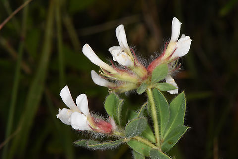 Dorycnium hirsutum N Israel, Mt Carmel - near the forester house Geotagged,Hairy Canary-Clover,Israel,Lotus hirsutus,Spring