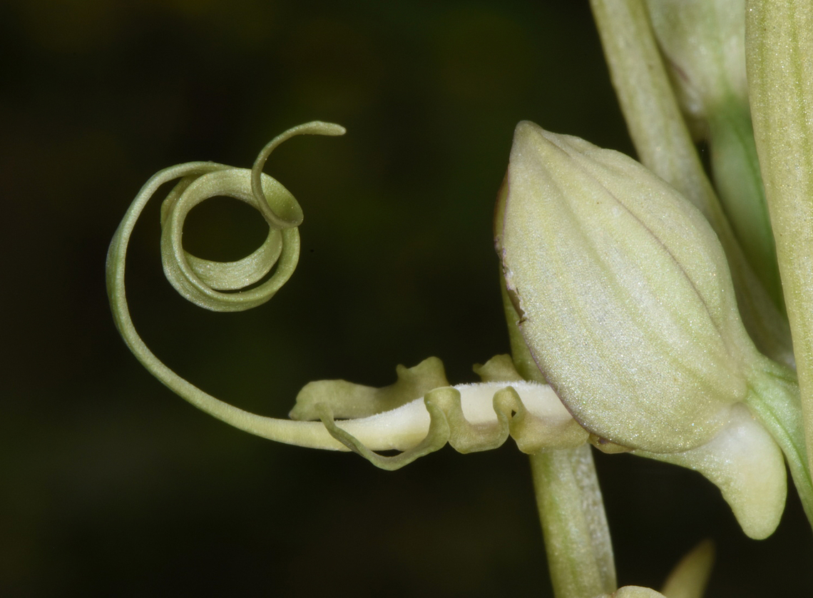 Himantoglossum caprinum  Galilee Lizard Orchid,Geotagged,Himantoglossum caprinum,Spring