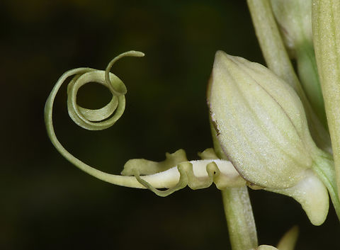 Himantoglossum caprinum  Galilee Lizard Orchid,Geotagged,Himantoglossum caprinum,Spring