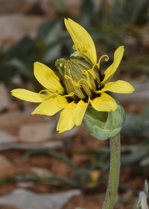 Pseudopodospermum libanoticum  Geotagged,Pseudopodospermum libanoticum,Spring