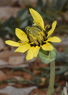 Pseudopodospermum libanoticum  Geotagged,Pseudopodospermum libanoticum,Spring
