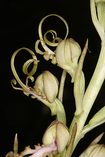 Himantoglossum caprinum  Galilee Lizard Orchid,Geotagged,Himantoglossum caprinum,Spring