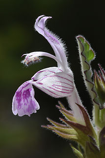 Lamium garganicum  Geotagged,Lamium garganicum,Monte Gargano Dead-Nettle,Spring