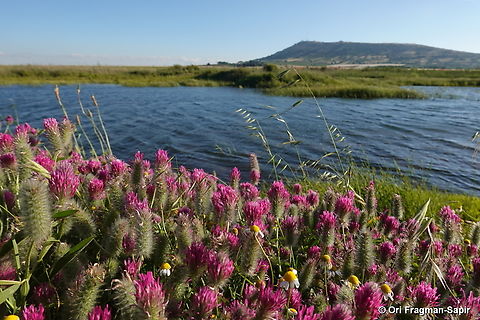 Trifolium purpureum N Golan, Kuneitra Valley Geotagged,Spring,Trifolium purpureum