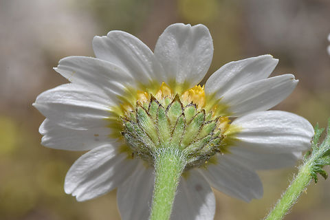 DSC_3381_resize  Anacyclus clavatus,Geotagged,Spring