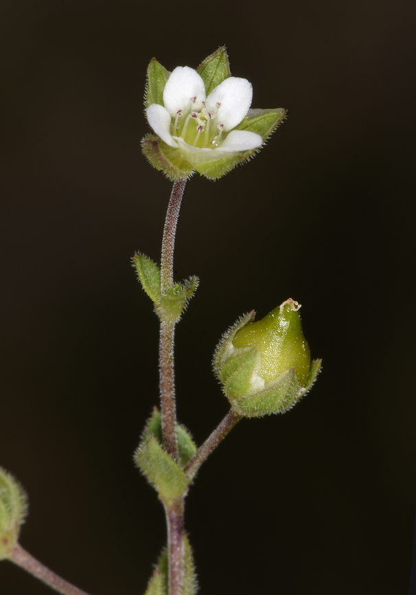 Arenaria cassia  Arenaria cassia,Geotagged,Spring