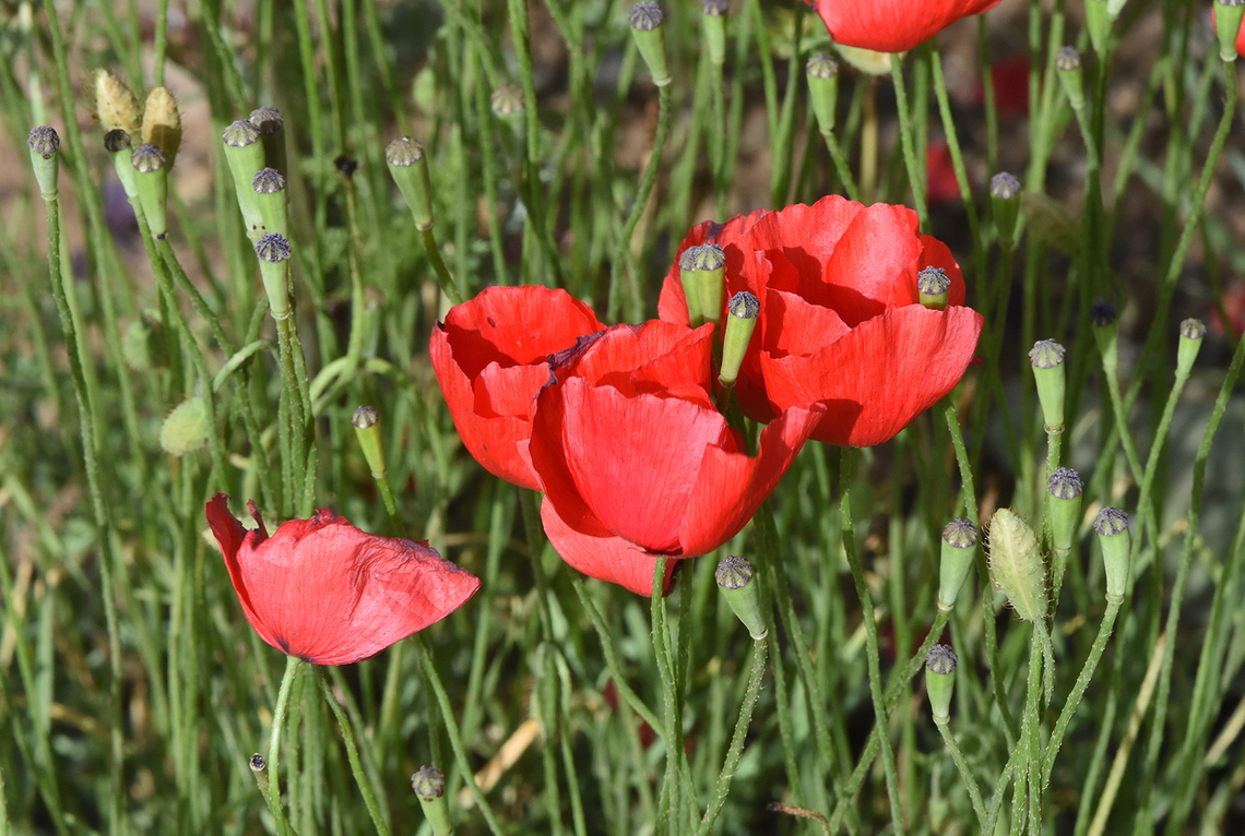 Papaver syriacum  Geotagged,Papaver syriacum,Papaver umbonatum,Papaver_umbonatum,Spring,Syrian Poppy
