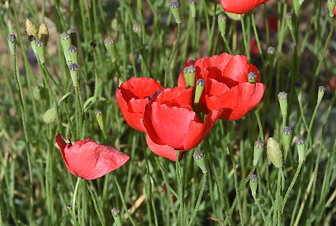 Papaver syriacum  Geotagged,Papaver syriacum,Papaver umbonatum,Papaver_umbonatum,Spring,Syrian Poppy