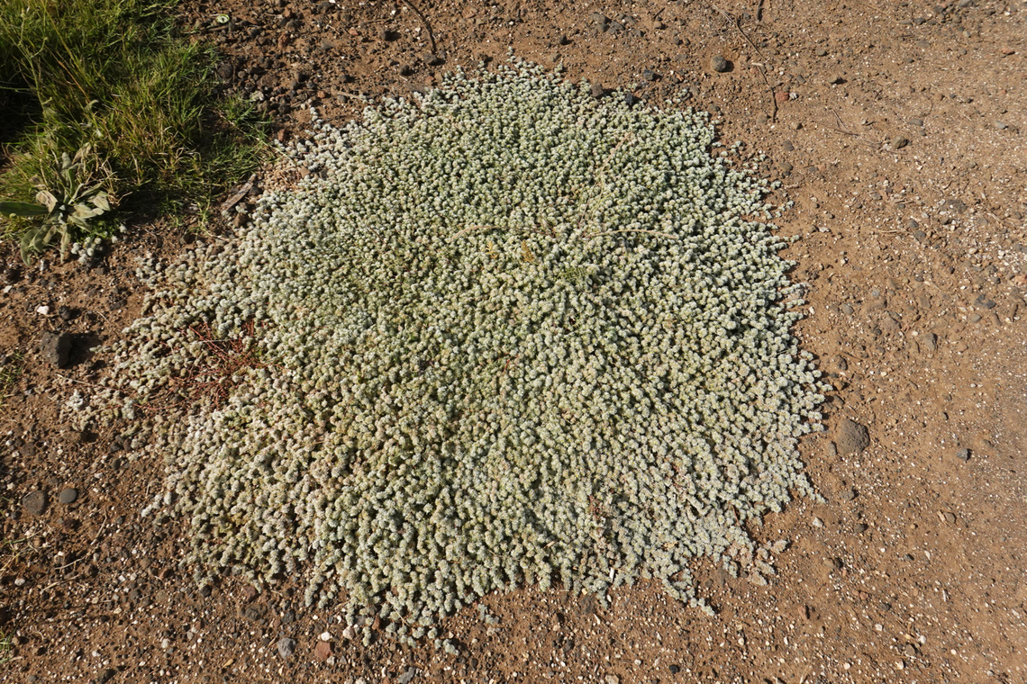 DSC08089_resize  Geotagged,Spring