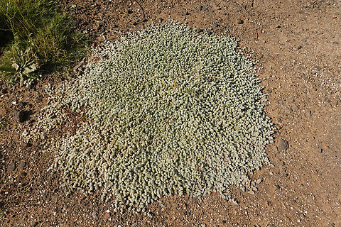 DSC08089_resize  Geotagged,Spring