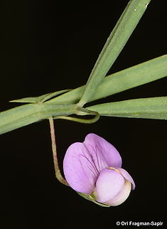 Lathyrus setifolius s Golan, Revaya Reservoir Geotagged,Lathyrus setifolius,Spring