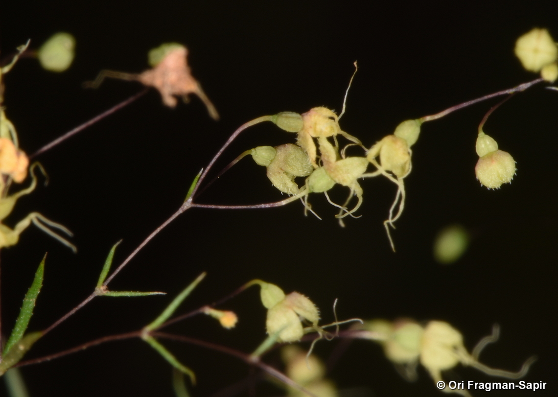 Galium chaetopodum S Golan, Avnei Eitan Galium chaetopodum,Geotagged,Spring
