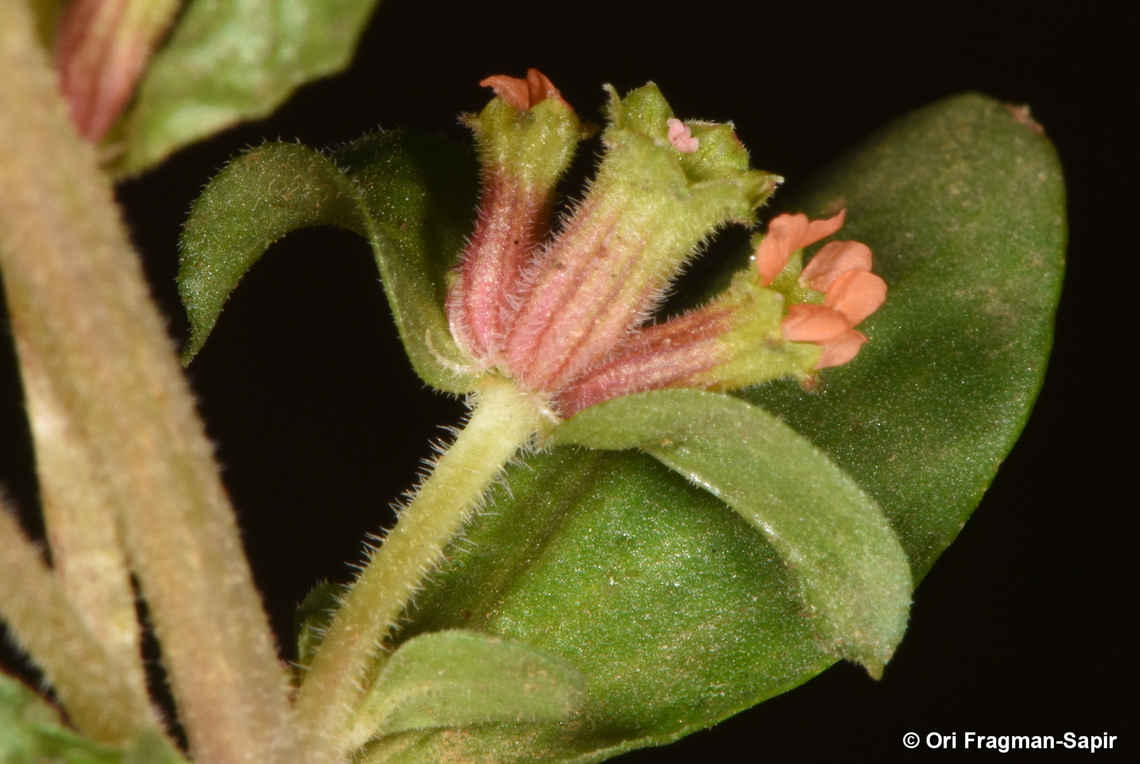 DSC_3075  Geotagged,Lythrum borysthenicum,Spring