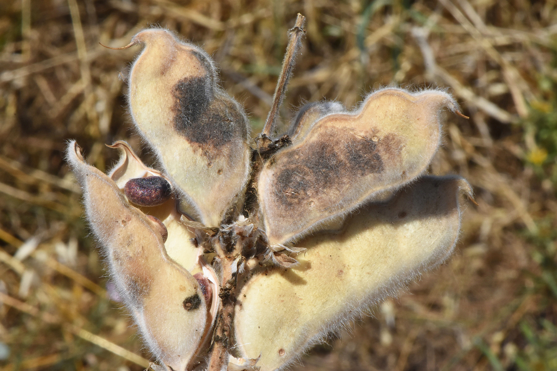 Lupinus pilosus Golan, Gamla Blue Lupine,Geotagged,Lupinus pilosus,Spring
