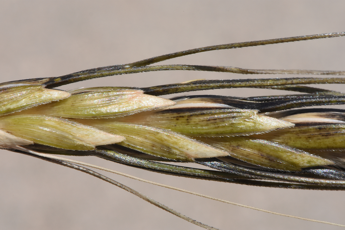 Triticum dicoccoides Golan, Gamla Emmer wheat,Geotagged,Spring,Triticum dicoccum