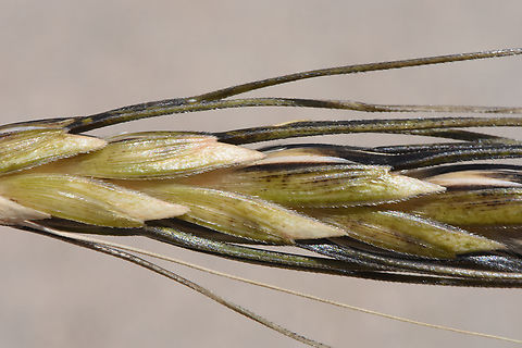 Triticum dicoccoides Golan, Gamla Emmer wheat,Geotagged,Spring,Triticum dicoccum