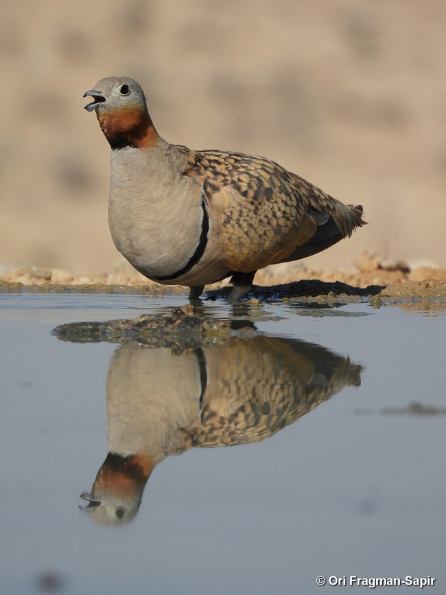 Black-bellied sandgrouse S Israel, W Negev, Ezuz Black-bellied Sandgrouse,Geotagged,Israel,Pterocles orientalis,Spring