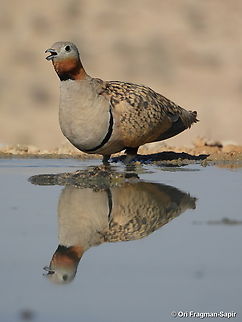 Black-bellied sandgrouse S Israel, W Negev, Ezuz Black-bellied Sandgrouse,Geotagged,Israel,Pterocles orientalis,Spring