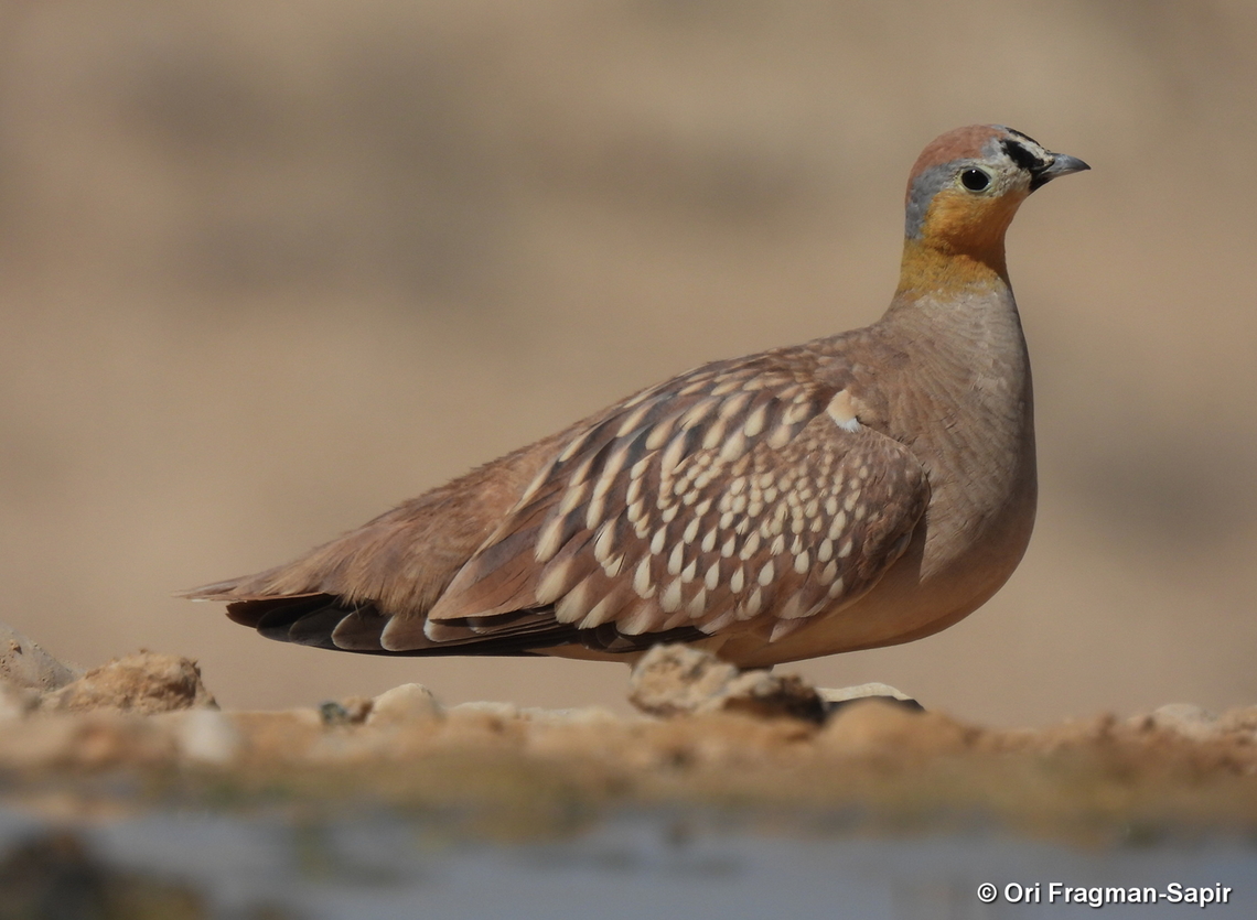 Pterocles coronatus S Israel, W Negev, Ezuz Crowned Sandgrouse,Geotagged,Israel,Pterocles coronatus,Spring