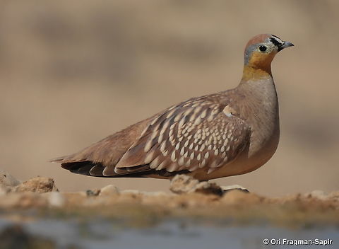 Pterocles coronatus S Israel, W Negev, Ezuz Crowned Sandgrouse,Geotagged,Israel,Pterocles coronatus,Spring
