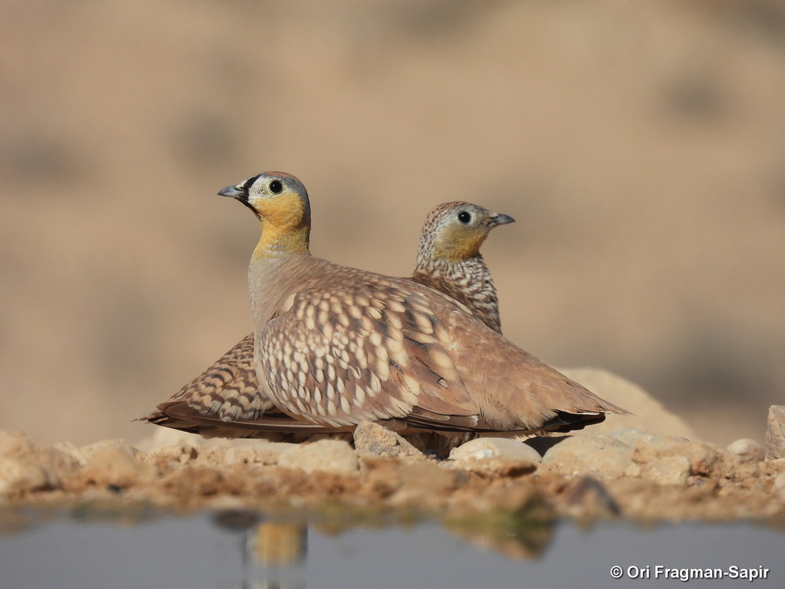 Pterocles coronatus S Israel, W Negev, Ezuz Crowned Sandgrouse,Geotagged,Israel,Pterocles coronatus,Spring