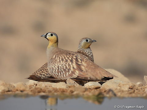 Pterocles coronatus S Israel, W Negev, Ezuz Crowned Sandgrouse,Geotagged,Israel,Pterocles coronatus,Spring