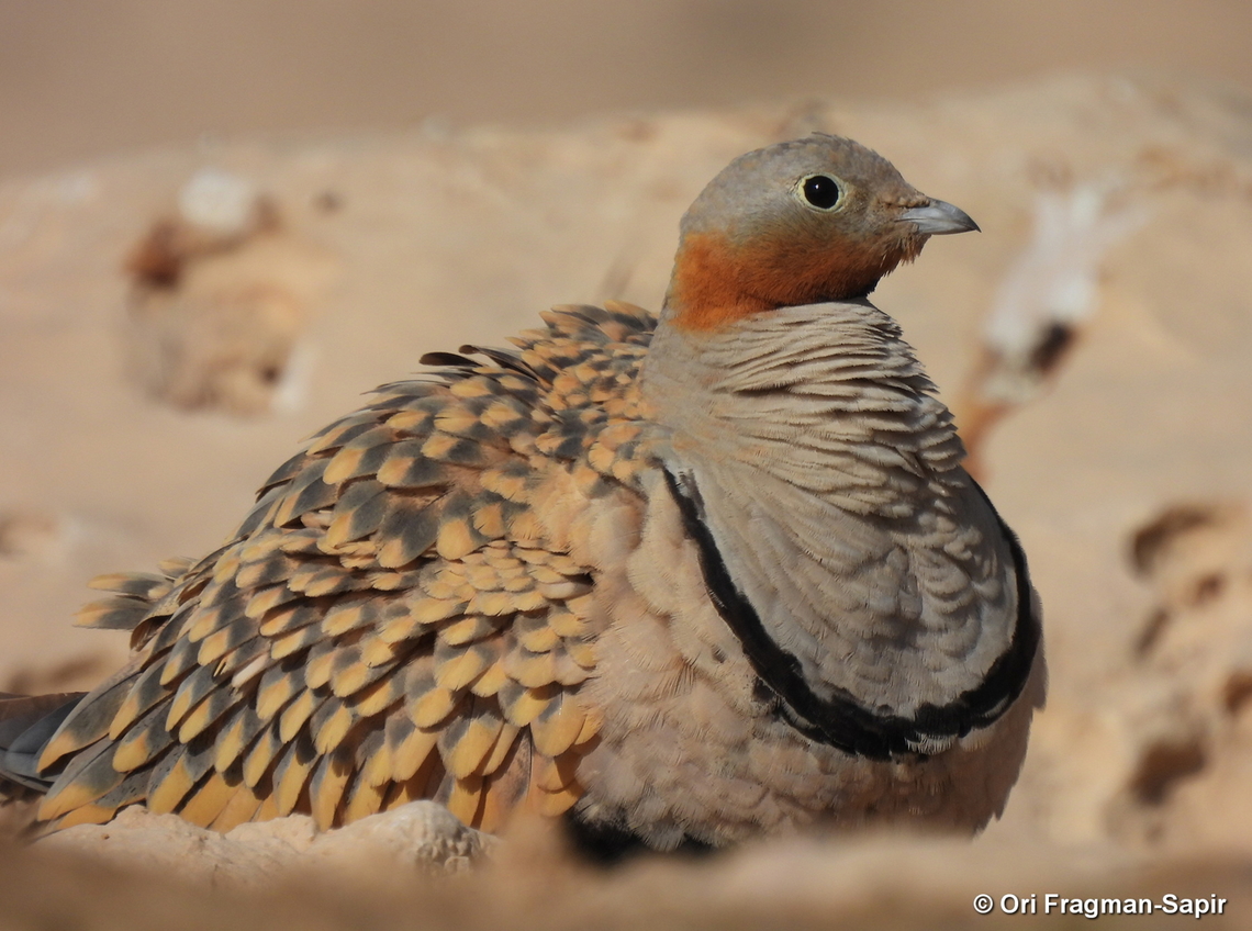Black-bellied sandgrouse S Israel, W Negev, Ezuz Black-bellied Sandgrouse,Geotagged,Israel,Pterocles orientalis,Spring