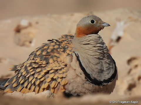Black-bellied sandgrouse S Israel, W Negev, Ezuz Black-bellied Sandgrouse,Geotagged,Israel,Pterocles orientalis,Spring