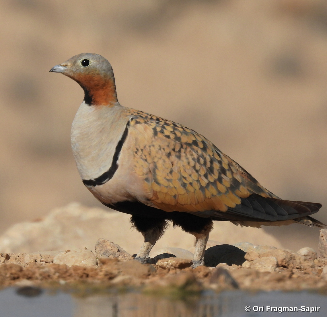 Black-bellied sandgrouse S Israel, W Negev, Ezuz Black-bellied Sandgrouse,Geotagged,Israel,Pterocles orientalis,Spring